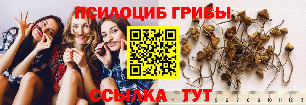Кингисепп  Псилоцибиновые грибы Cubensis  Вход с VPN 
